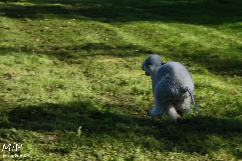 2010-10-03 Coursing-Training GE (10).jpg